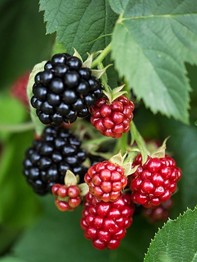 Berries